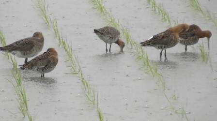 羽繕いするオグロシギと隣は休憩中