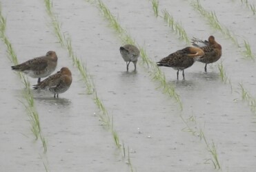羽繕いするオグロシギと隣は休憩中