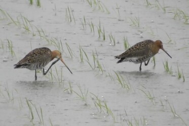 脚で顔付近を掻くオグロシギ