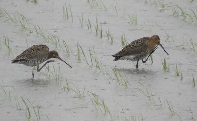 脚で顔付近を掻くオグロシギ