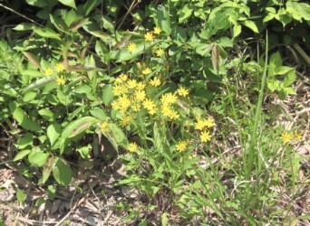 ニガナの花