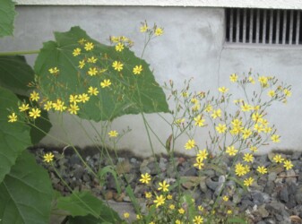 ニガナの花