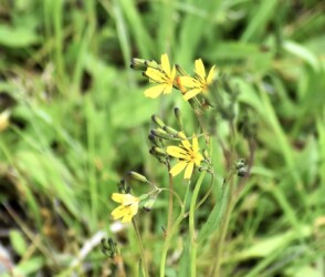 ニガナの花