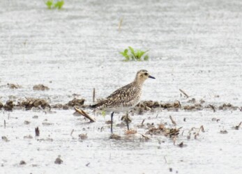雨の中のムナグロ