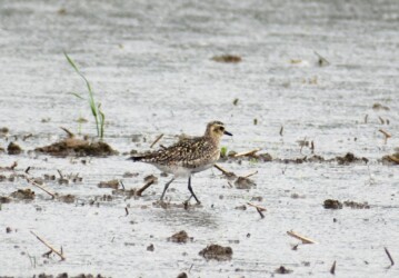 雨の中のムナグロ