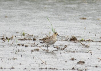雨の中のムナグロ