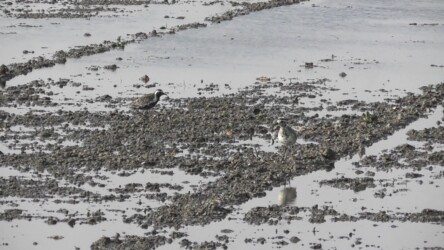 今年見かけた3羽のうち2羽