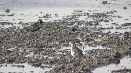 今年見かけた3羽のうち2羽
