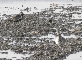 今年見かけた3羽のうち2羽