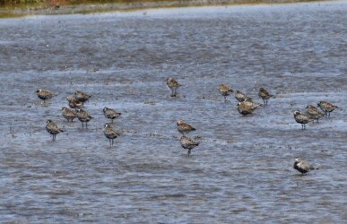 ムナグロの群れ