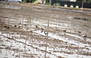 ムナグロの群れ