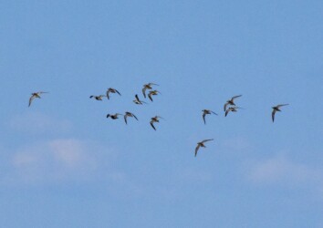 ムナグロの群れ