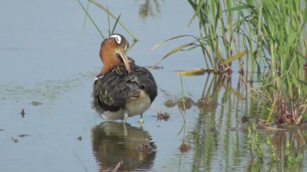 羽繕いするタマシギ