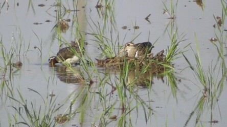 巣造り中のタマシギ?