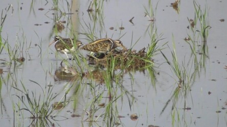 巣造り中のタマシギ?