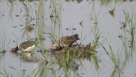 巣造り中のタマシギ?