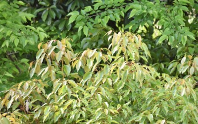 クスノキの若葉