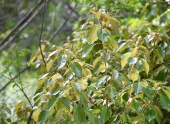 クスノキの若葉