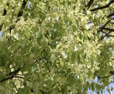 クスノキの花