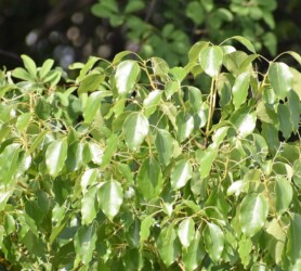 花が終わったクスノキ