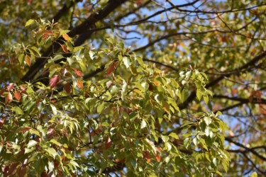 赤くなった落葉する葉