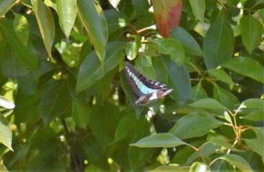 クスノキの周りを飛ぶアオスジアゲハ