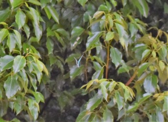 クスノキの周りを飛ぶアオスジアゲハ