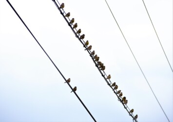 群れで行動するカワラヒワ
