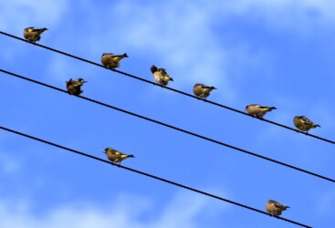 群れで行動するカワラヒワ
