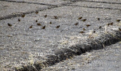 群れで行動するカワラヒワ