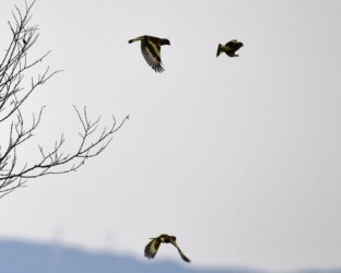 群れで飛翔する