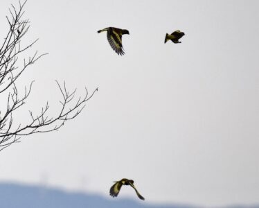 群れで飛翔する