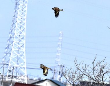 群れで飛翔する