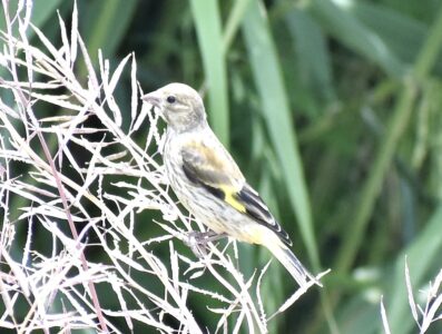 幼鳥か?