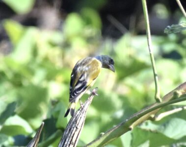 幼鳥か?