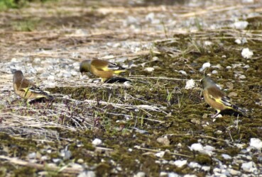 大カワラヒワかな?