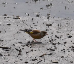 オオカワラヒワかな?