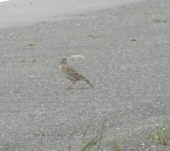 道路で囀るヒバリのオス