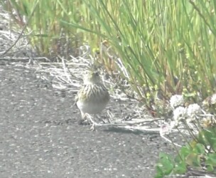 道路で餌とりするヒバリのメス