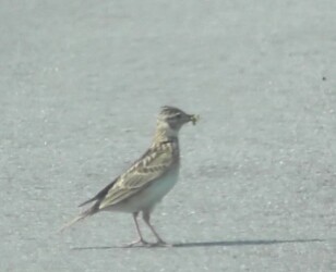 道路で餌とりするヒバリのメス