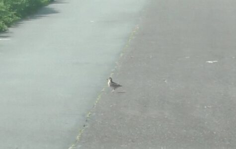 道路で餌とりするヒバリのメス