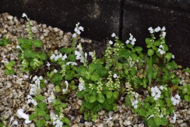 タツナミソウの白かな?