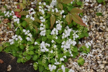 タツナミソウの白かな?