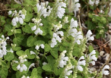 タツナミソウの白かな?