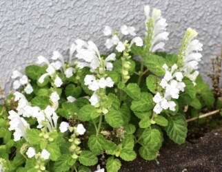 タツナミソウの白かな?