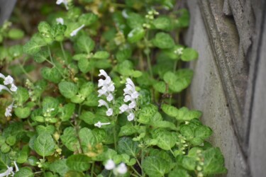 タツナミソウの白かな?