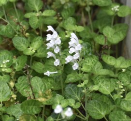 タツナミソウの白かな?