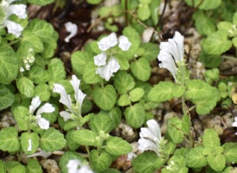 タツナミソウの白かな?