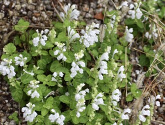 タツナミソウの白かな?