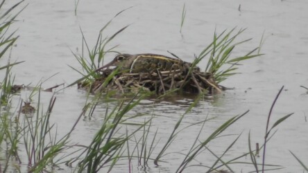 メスが抱卵中か?